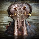 Hippopotamus