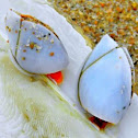 Goose Barnacle
