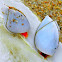 Goose Barnacle