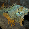 Green Iguana