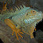 Green Iguana