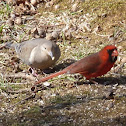 Cardinal and Dove