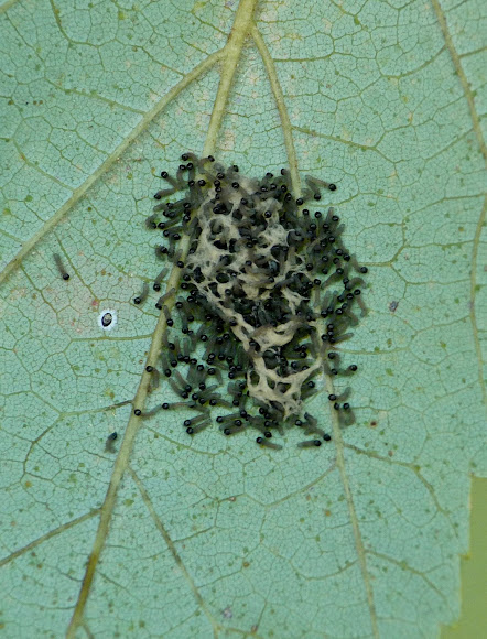 Spotting Image 1