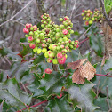 Oregon-grape