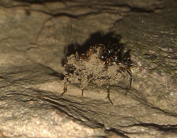 Spotting Image 1