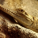 Freshwater Crocodile