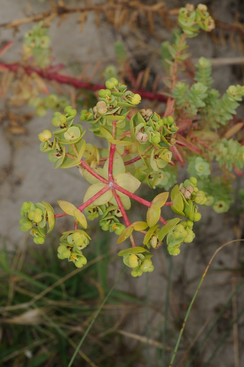 Sea Spurge