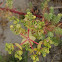 Sea Spurge
