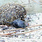 Dung beetle