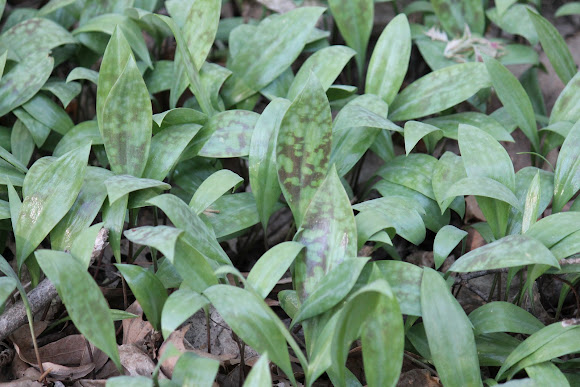 Spotting Image 1