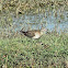 Wood Sandpiper
