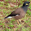 Common Myna