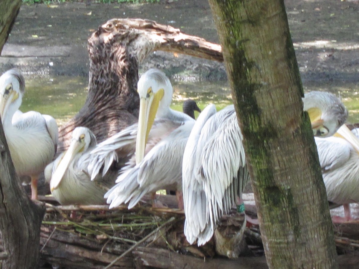 Pink-backed Pelican