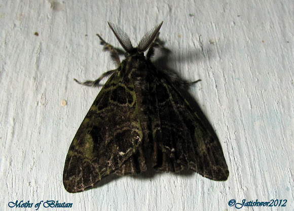 Spotting Image 1