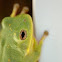 Squirrel Tree Frog