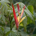 Heliconia psittacorum