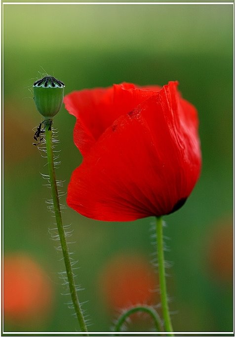 Bonheur, PhotoDNElPorteBonheur821082.jpg, poppy, Porte, Porte Bonheur, red