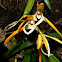 Orquidea