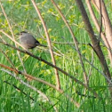 Gray Catbird