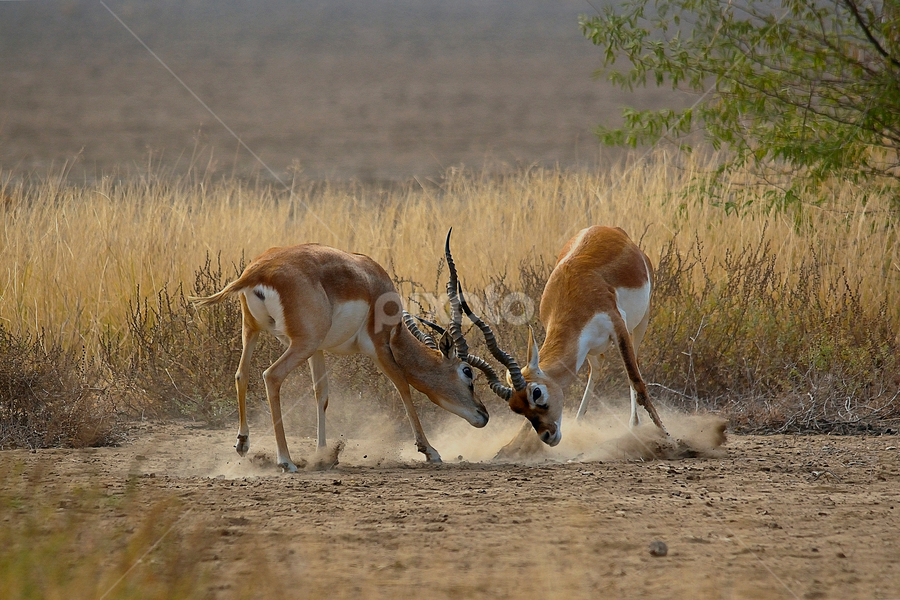 Young Black Bucks Practicing Their Future Matting Fight Other