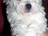 Caniche Micro Toy