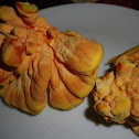 Chicken of the woods