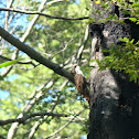 White-throated Treerunner