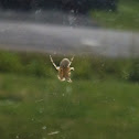 Orb Weaver