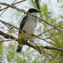 Eastern Kingbird