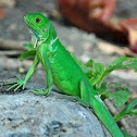 Green iguana