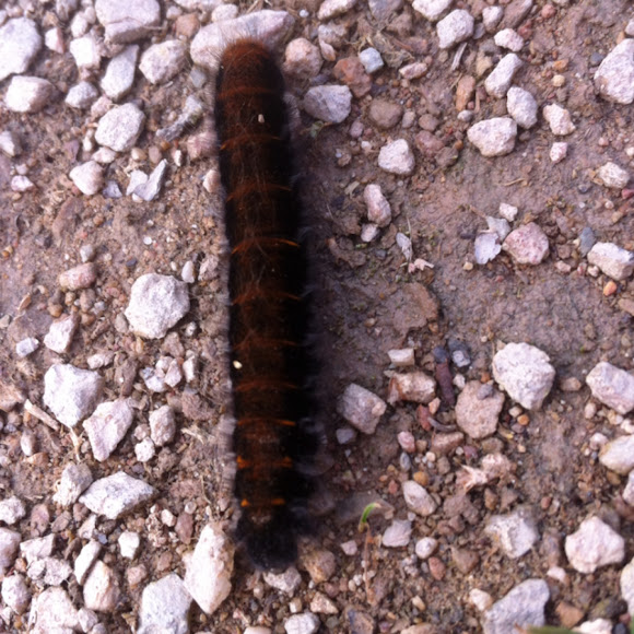 Spotting Image 1