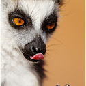 Ring-tailed Lemur