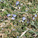 Persian speedwell