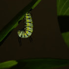 Queen Butterfly