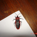 Termite Assassin Bug