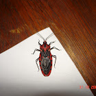 Termite Assassin Bug