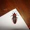 Termite Assassin Bug