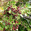 Aladierno, Mediterranean Buckthorn