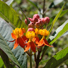 Scarlet Milkweed / Bloodflower