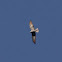 Plumbeous Kite