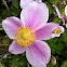 Japanese Anemone