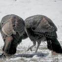 Wild turkey + video