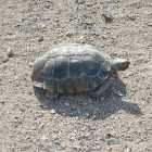 Desert Tortoise