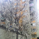 Ağaç