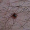 Deer tick