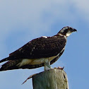 Osprey (with fish)