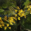 Orchid lluvia de oro