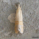 Moth