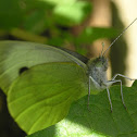 Small White
