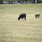 Cattle